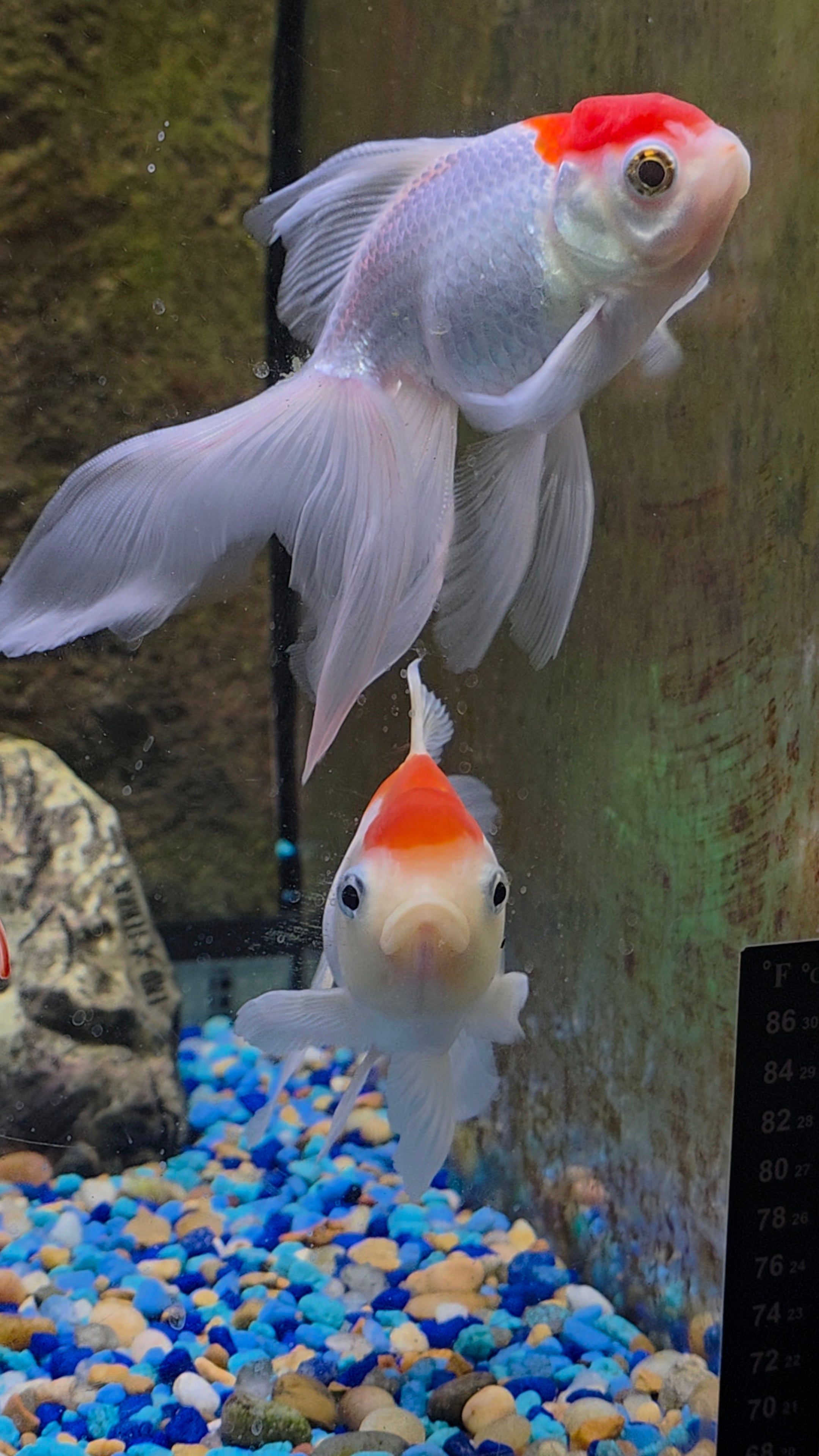 Fancy Goldfish