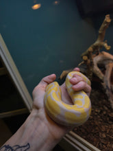 Load image into Gallery viewer, Snakespeare 'Albino Ball'
