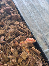 Load image into Gallery viewer, Hisstopher 'Cornsnake'
