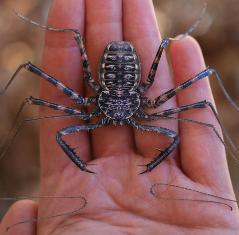 Tailless Whip Scorpions