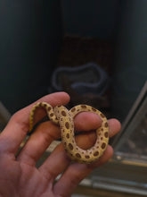 Load image into Gallery viewer, Lt. Dan 'Hognose'
