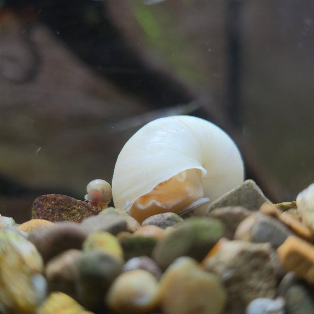Mystery Snail