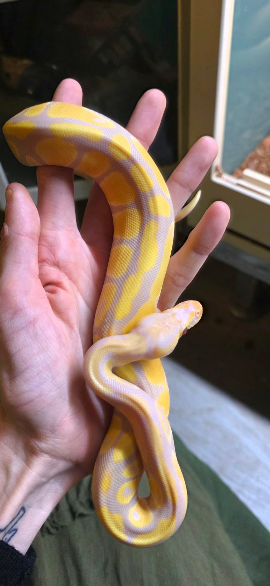 Ball Python Albino