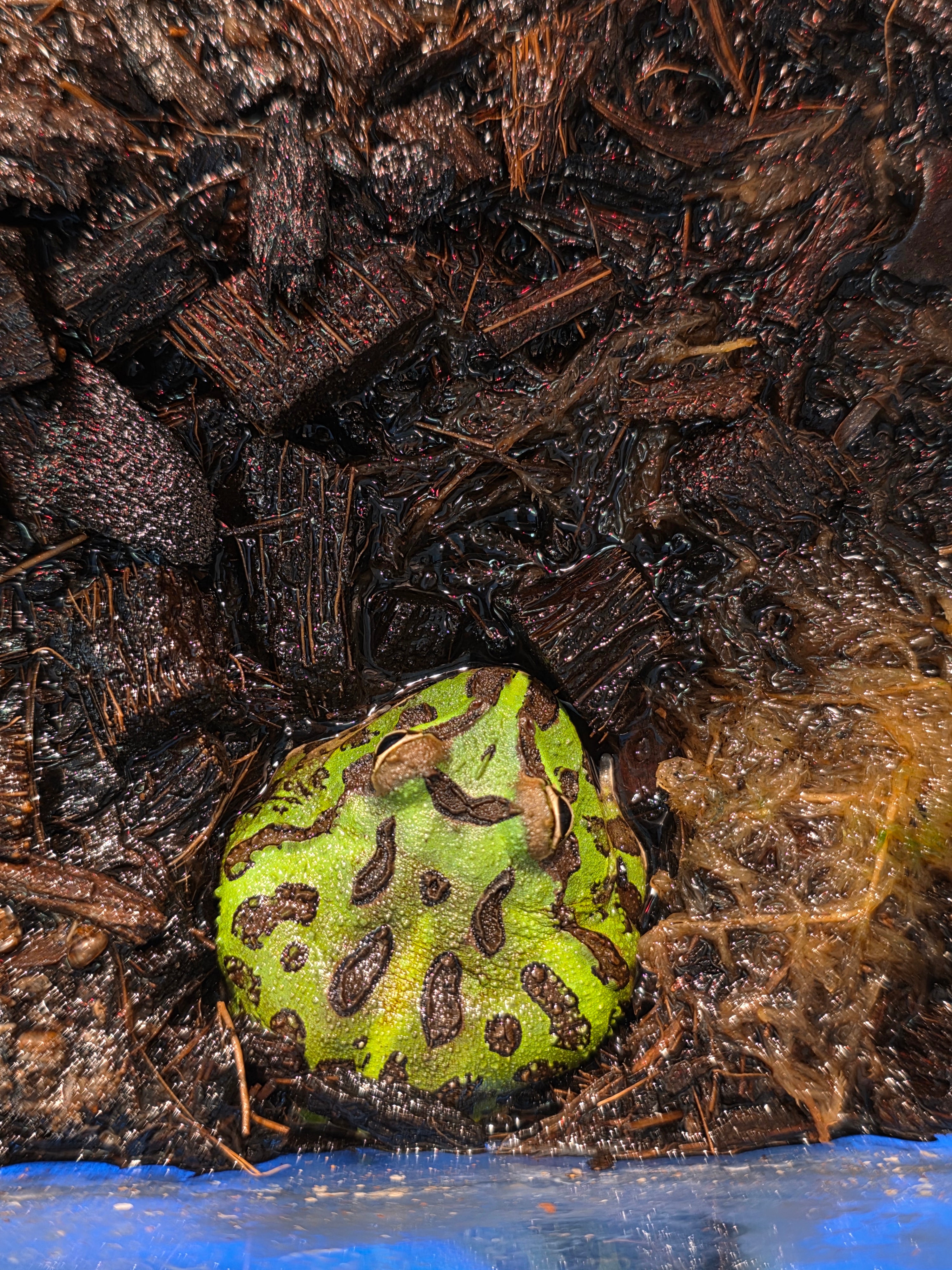 Bilbo Froggins 'Pacman Frog'
