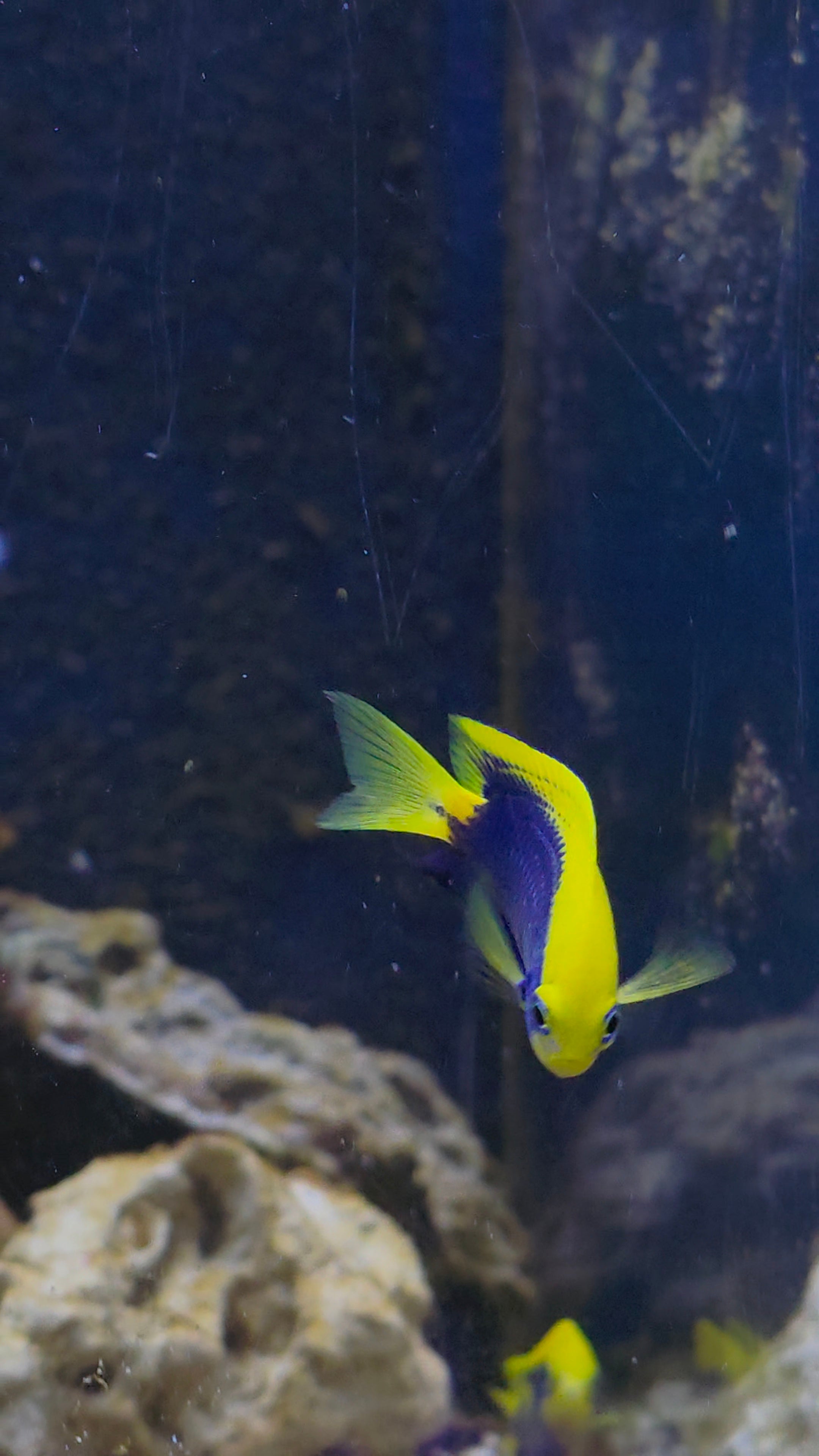 Starcki Damsel