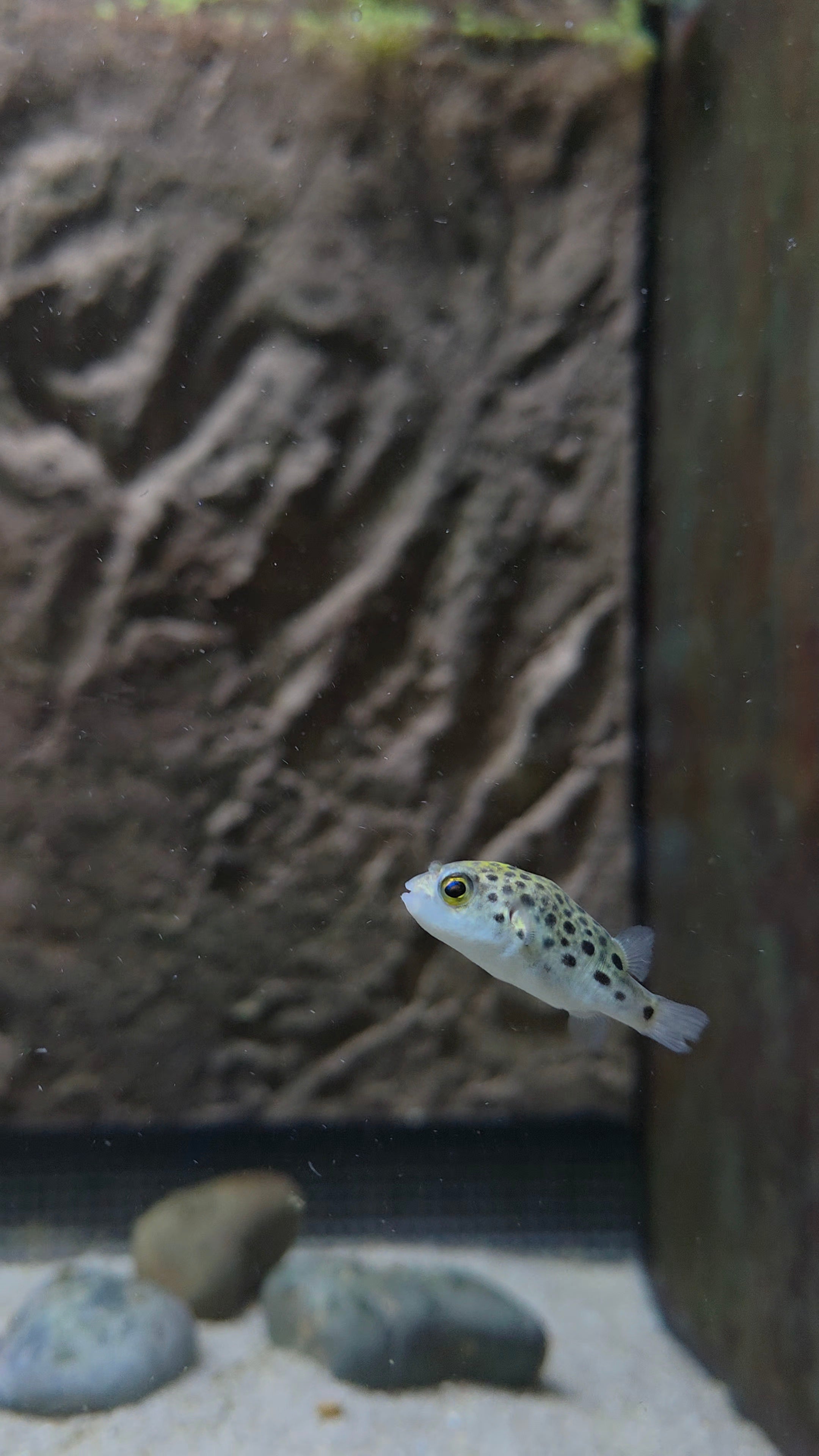 Green Spotted Puffer