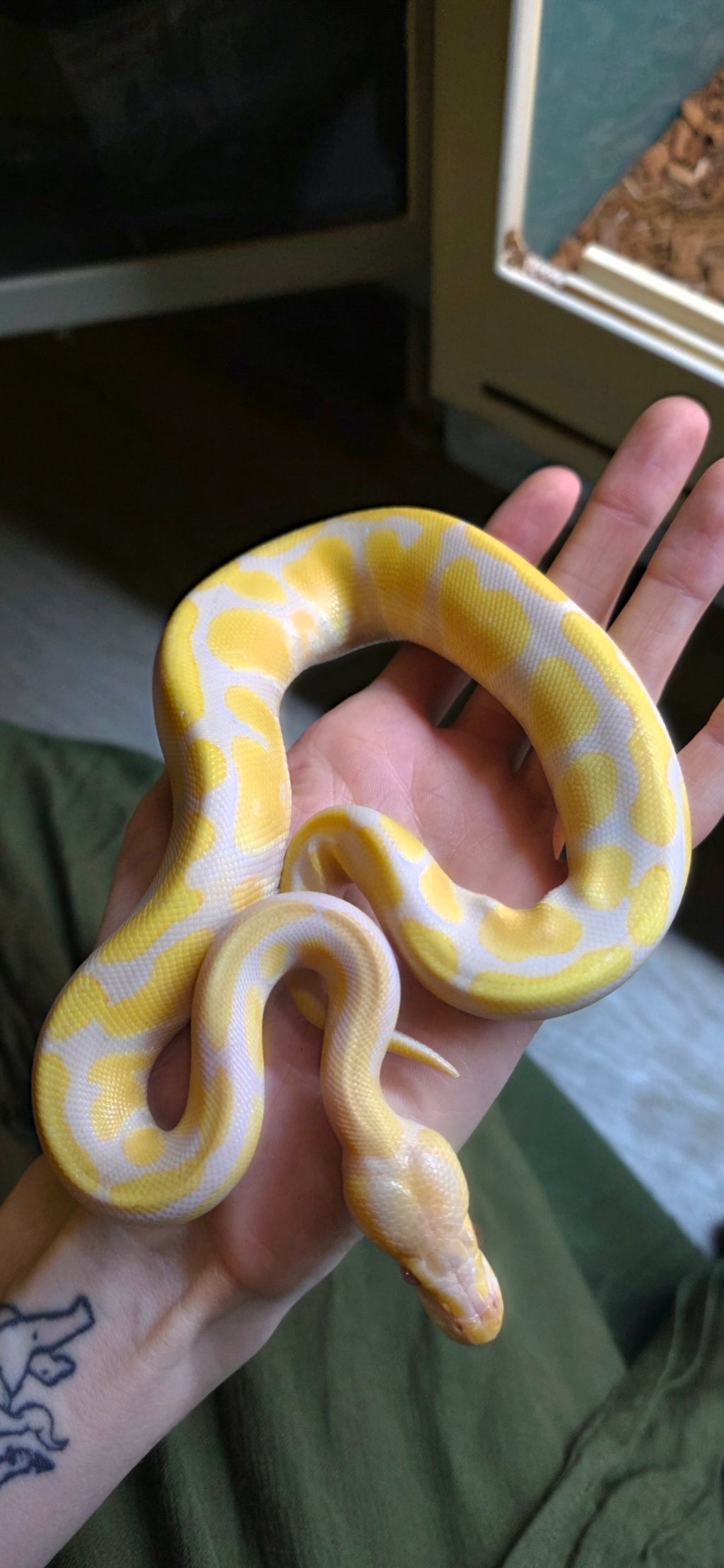 Ball Python Albino