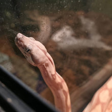 Load image into Gallery viewer, Colombian Labrith Hypo Morph VPI Albino
