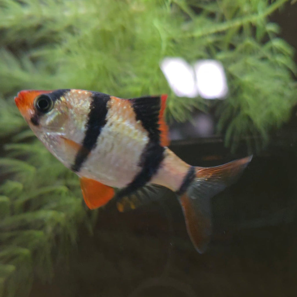 Assorted Tiger Barb