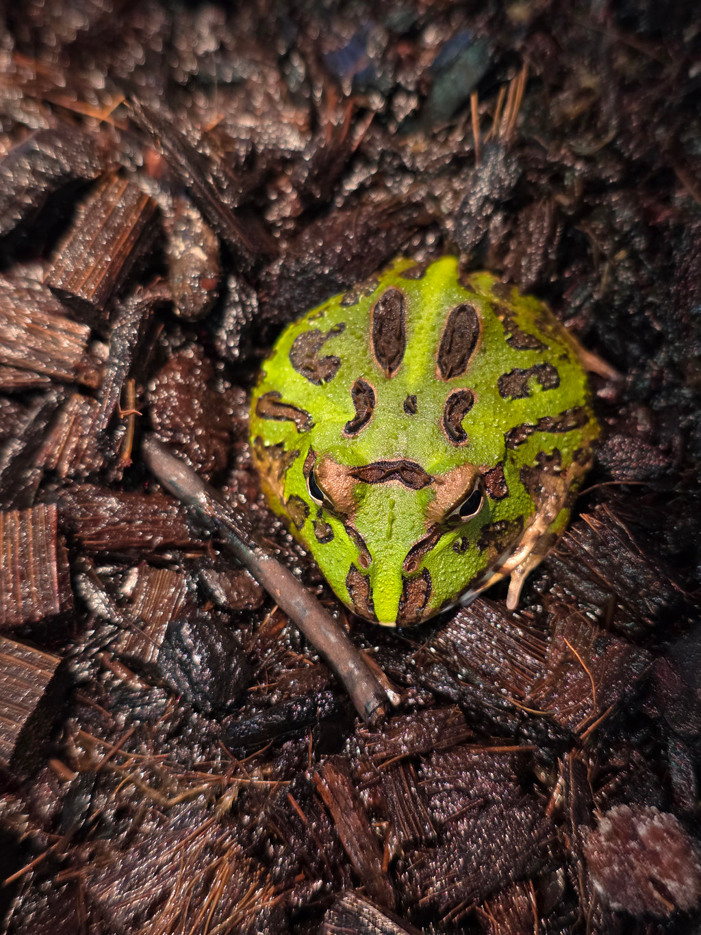 Pacman Frog