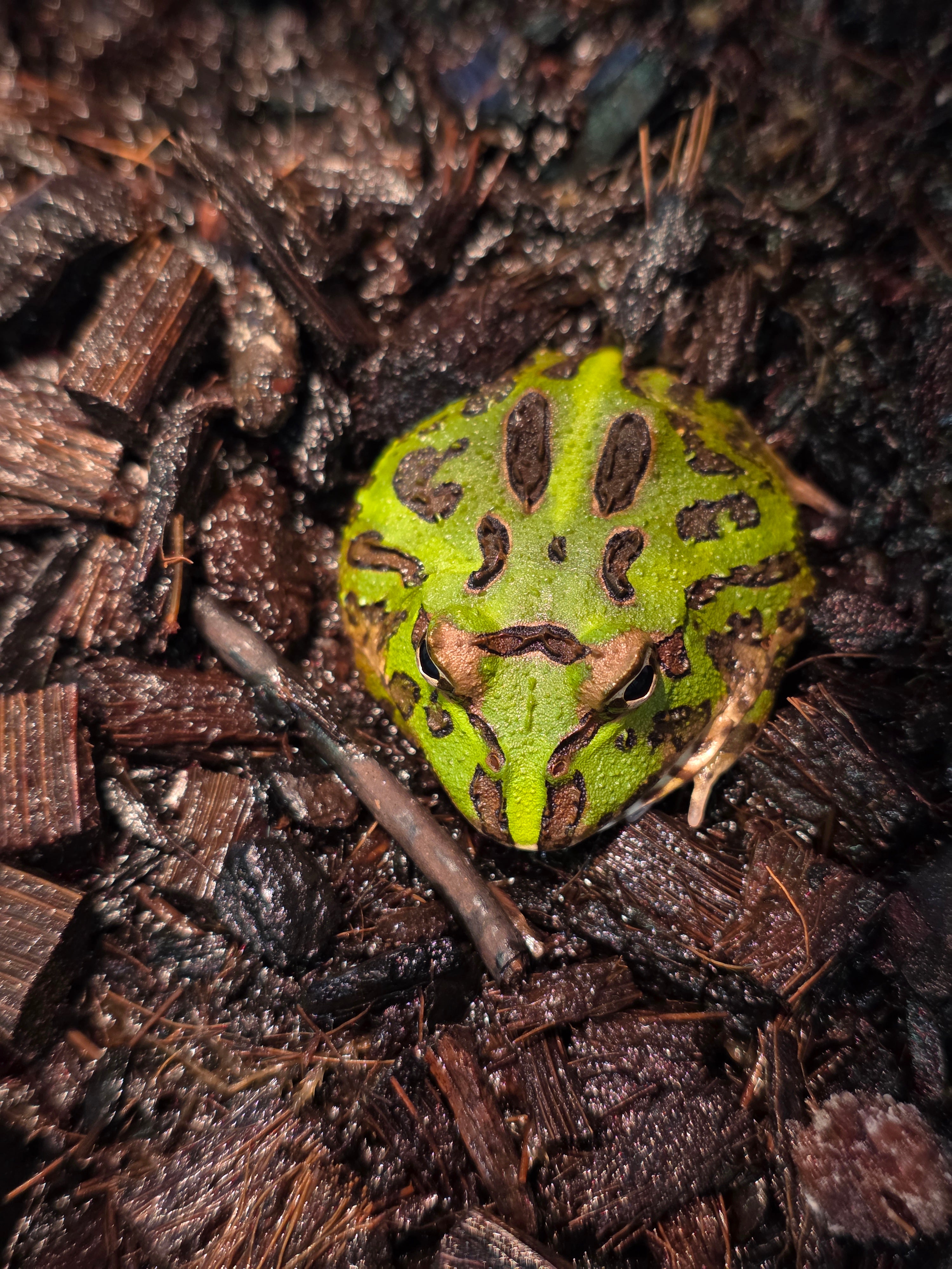 Pacman Frog