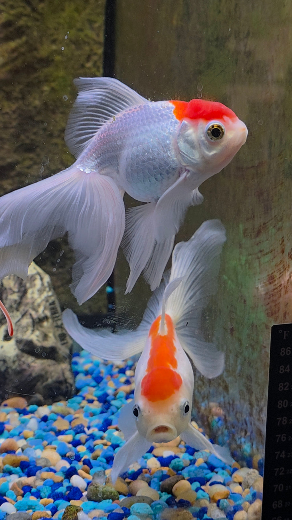 Fancy Goldfish