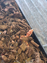 Load image into Gallery viewer, Hisstopher 'Cornsnake'
