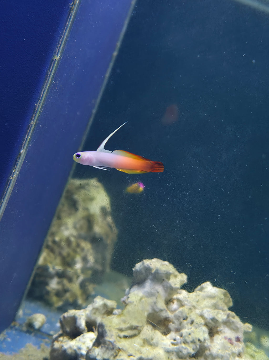 Firefish Goby