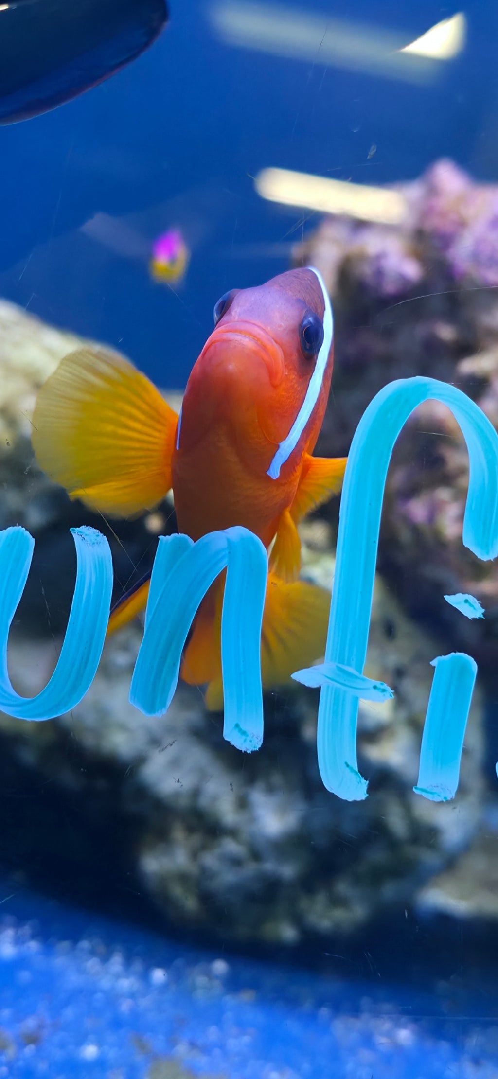 Tomato Clownfish