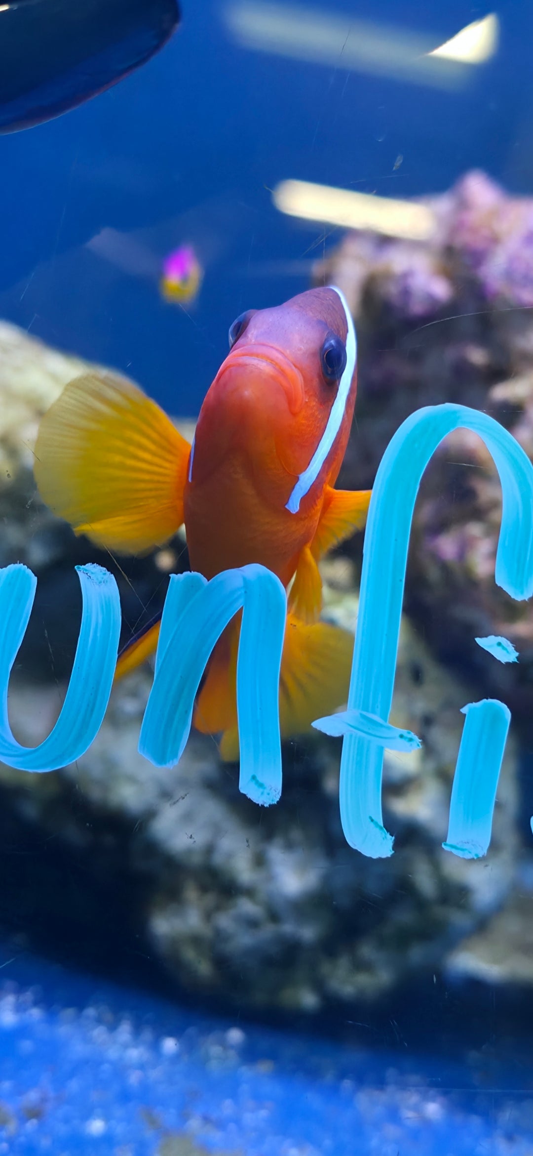 Tomato Clownfish