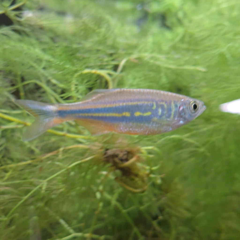 Zacco Platypus Danio