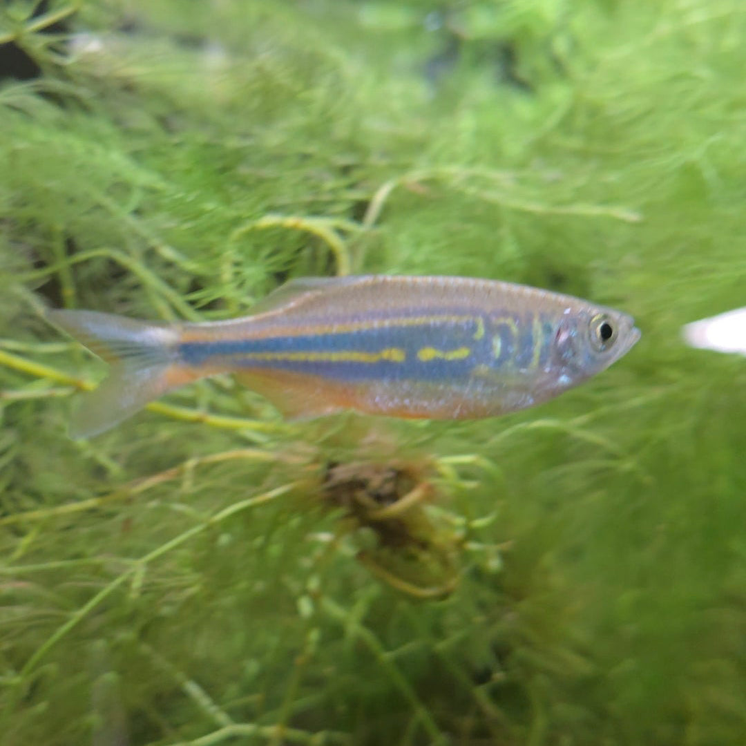 Zacco Platypus Danio