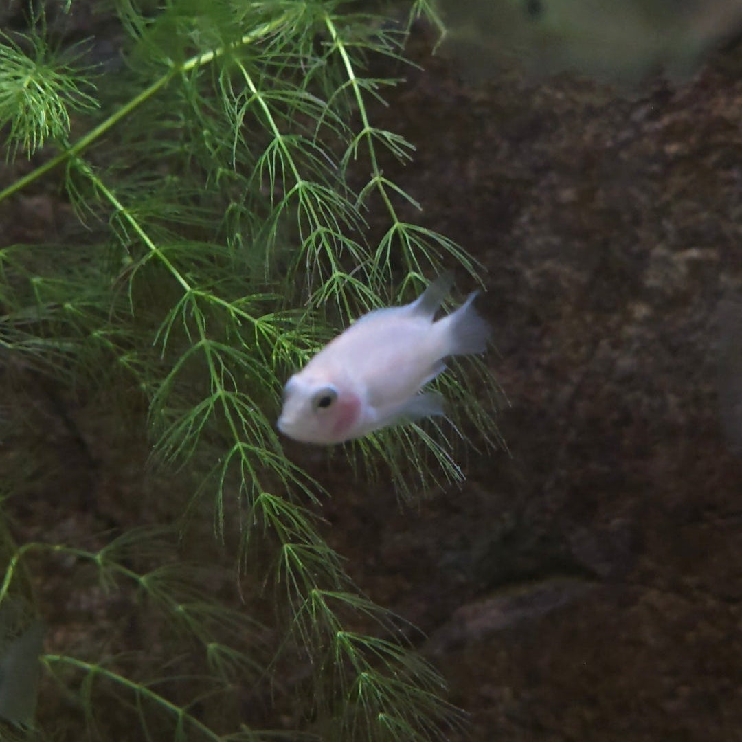 Convict Cichlid