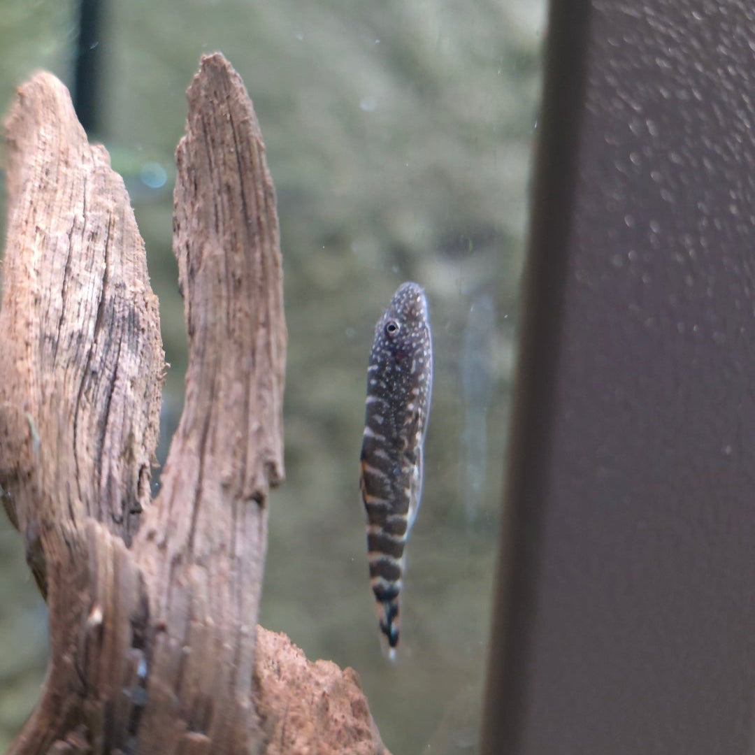 Hillstream Loach
