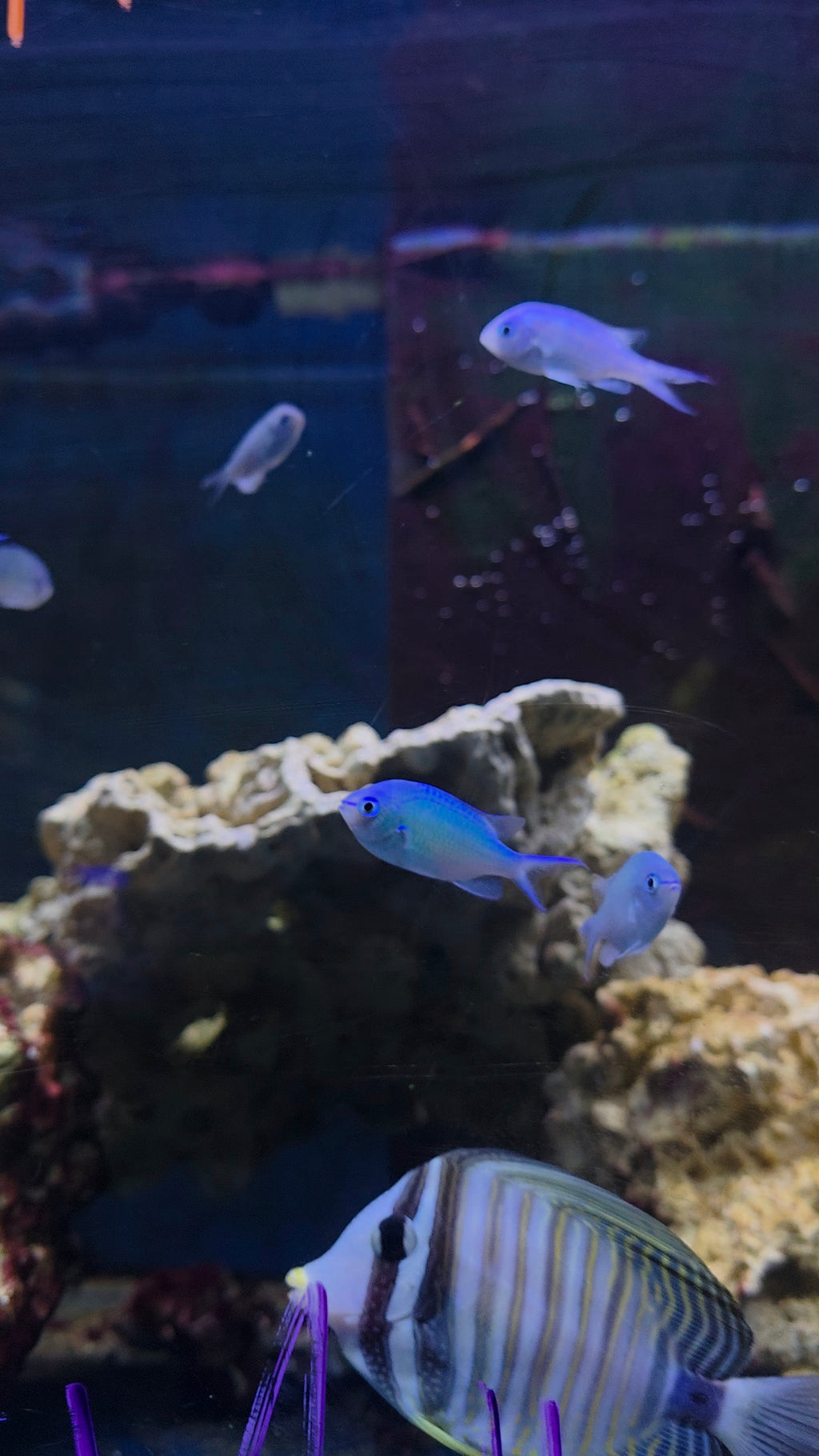 Sailfin Tang