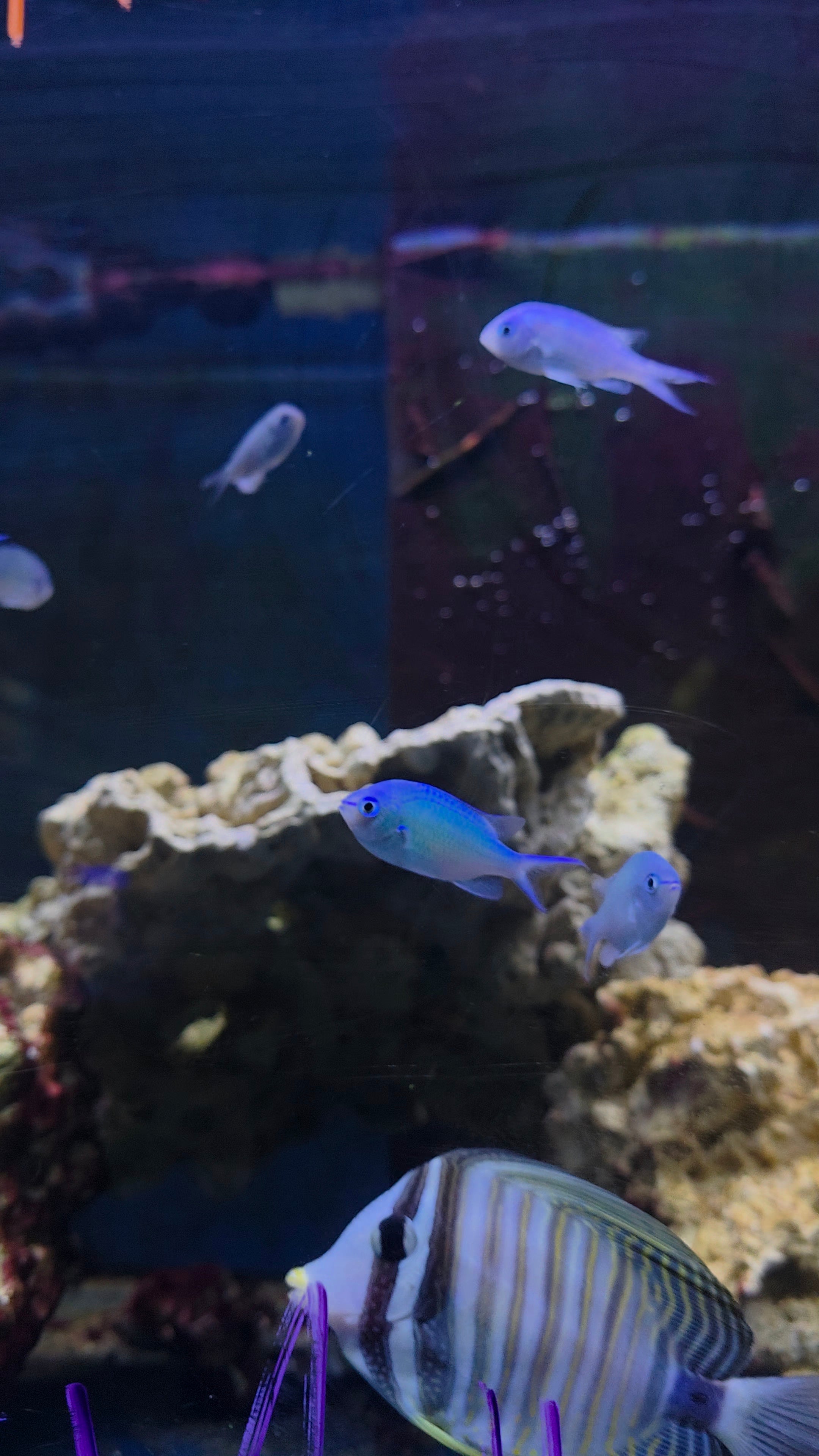 Sailfin Tang