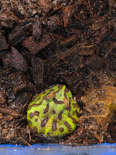 Load image into Gallery viewer, Bilbo Froggins 'Pacman Frog'
