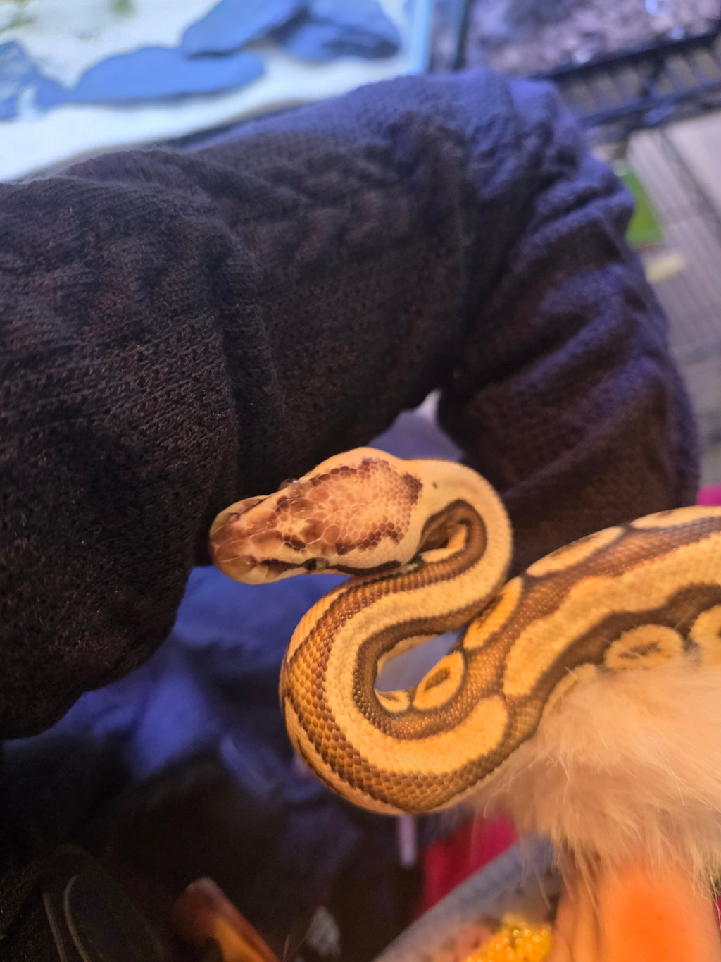 Super Pastel Ball Python