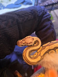 Super Pastel Ball Python