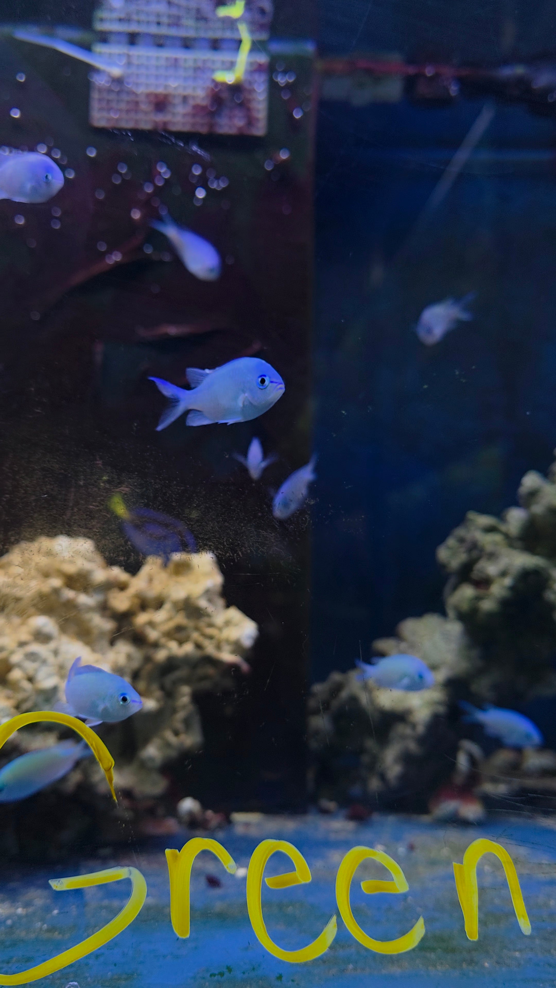 Green Chromis