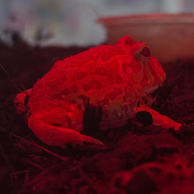 Load image into Gallery viewer, Apricot Pacman Frog
