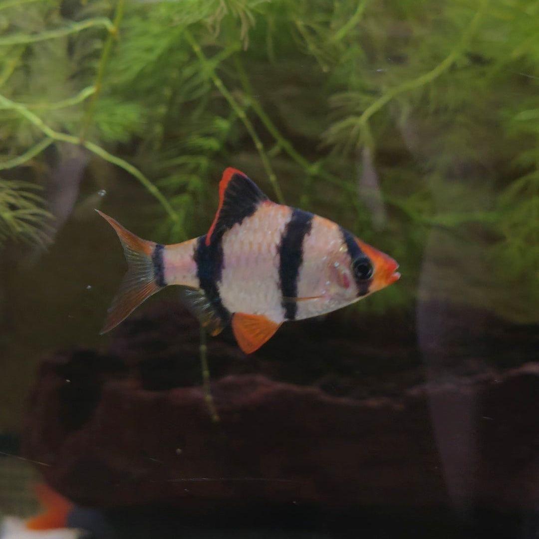 Assorted Tiger Barb