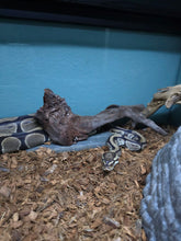Load image into Gallery viewer, Ball Python
