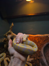 Load image into Gallery viewer, Julius Squeezer 'Albino Ball'
