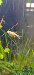 Danio