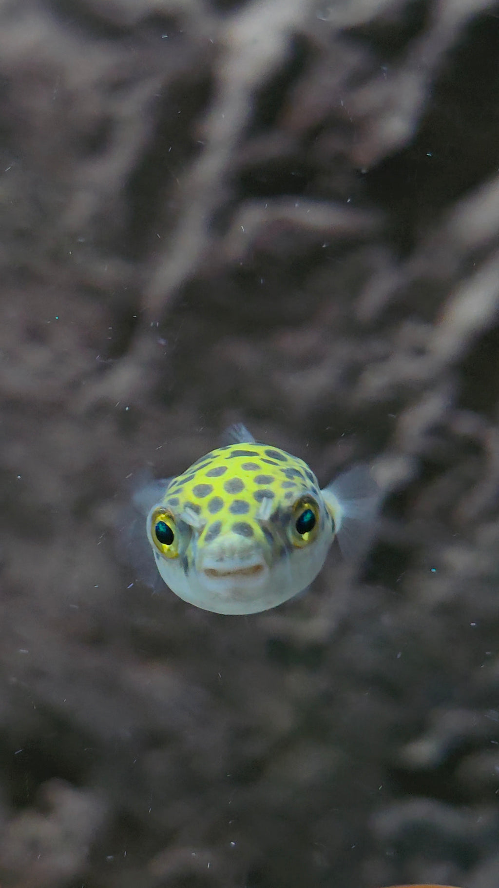 Green Spotted Puffer