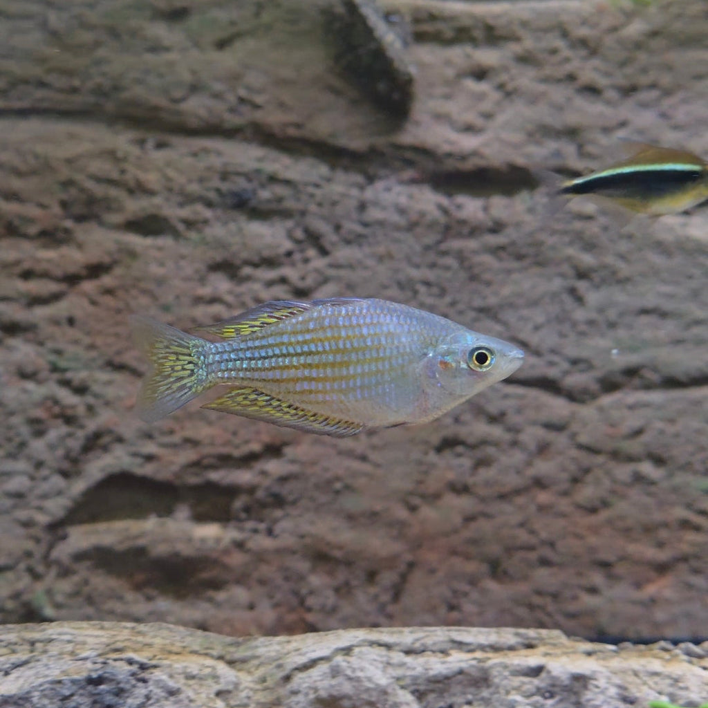 Dwarf Neon Rainbowfish