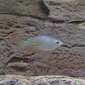 Dwarf Neon Rainbowfish