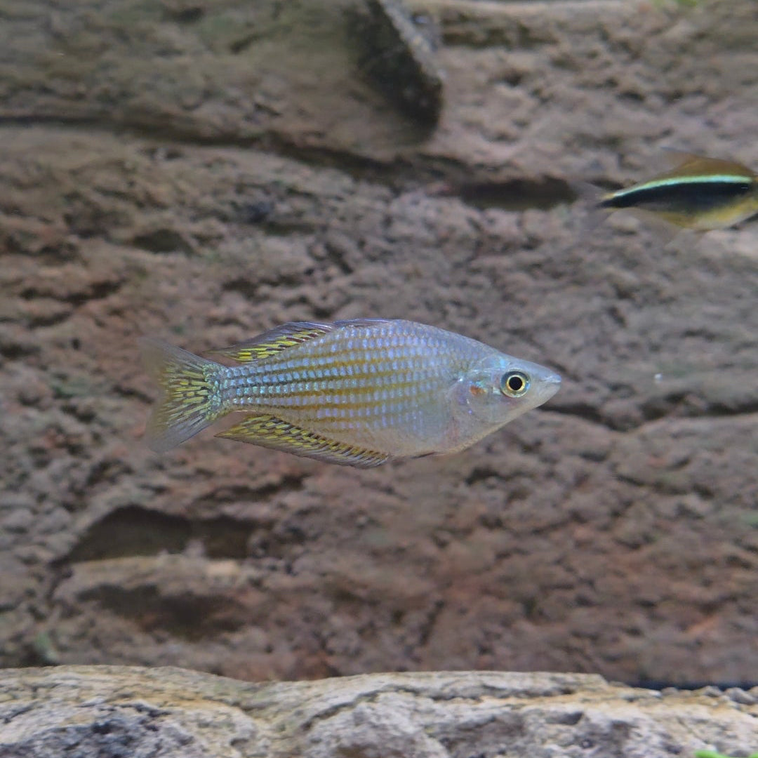 Dwarf Neon Rainbowfish