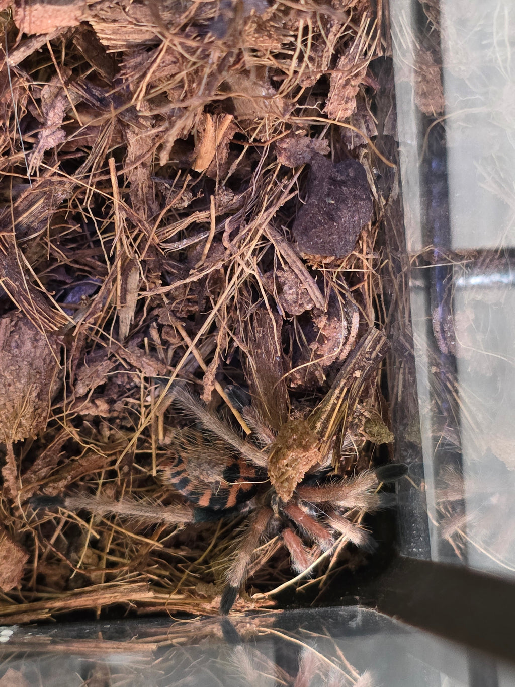 Miss Sunny 'Green Bottle Blue Tarantula'