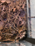 Miss Sunny 'Green Bottle Blue Tarantula'