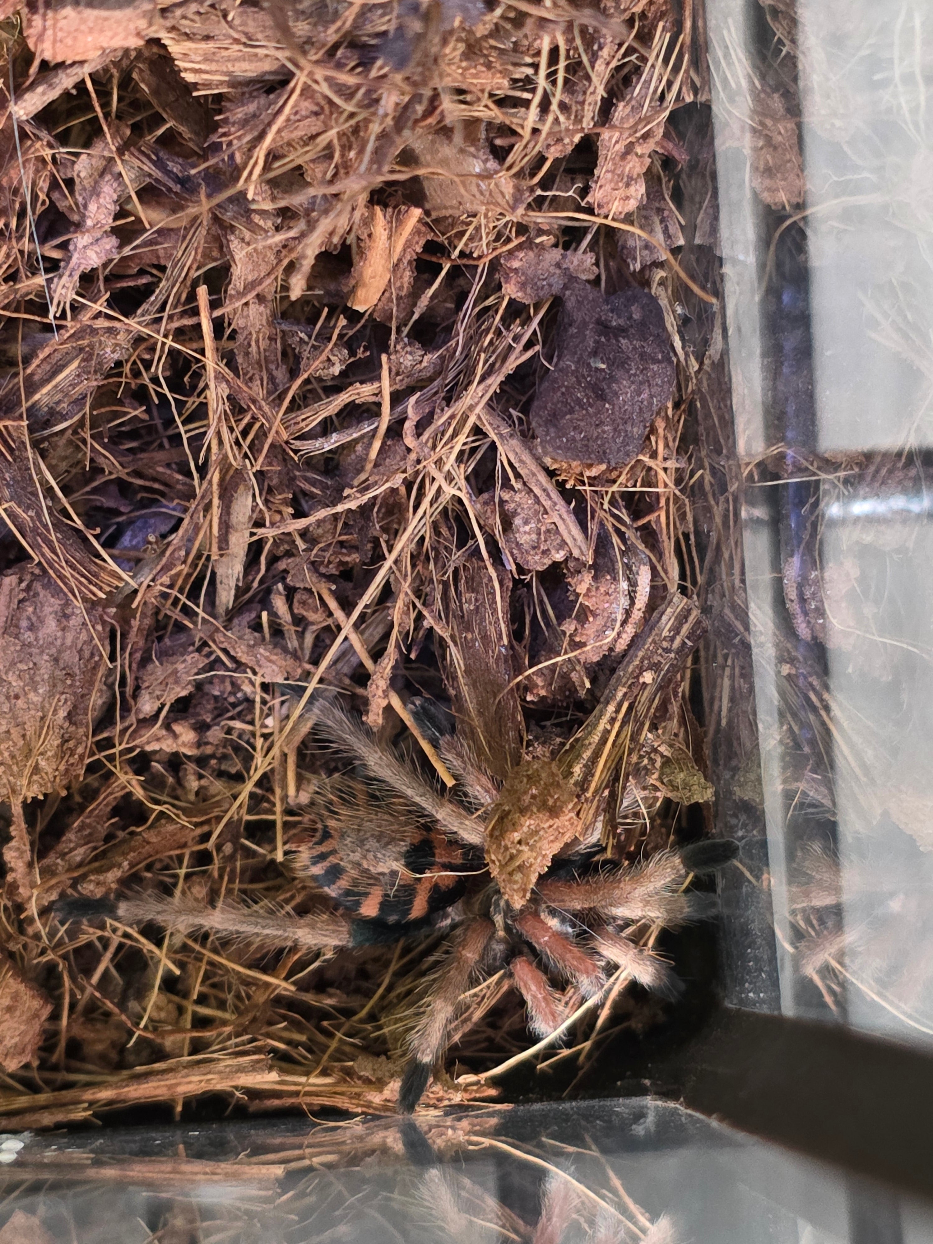 Miss Sunny 'Green Bottle Blue Tarantula'