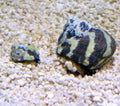 Zebra Turbo Snail