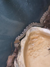 Load image into Gallery viewer, Ed, Edd &amp; Eddy 'Yellow Bullsnakes'
