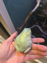 Load image into Gallery viewer, Jabba the Dump(y) Tree Frog
