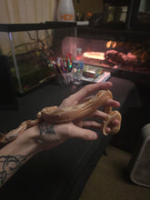 Load image into Gallery viewer, Colombian Labrith Hypo Morph VPI Albino
