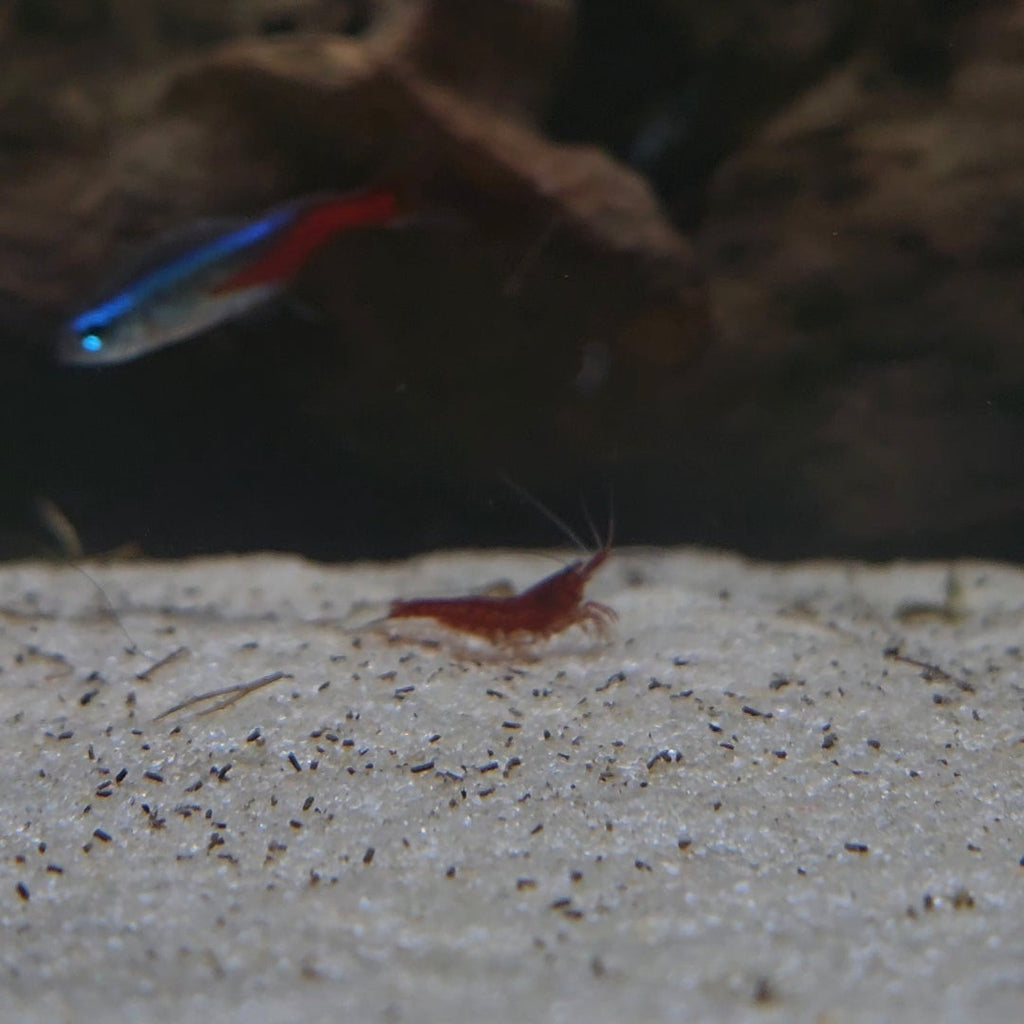 Neocaridina
