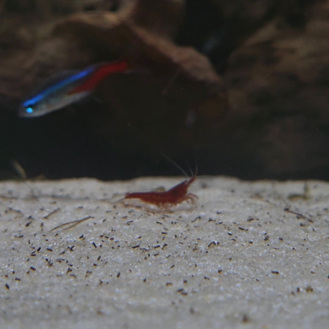 Neocaridina