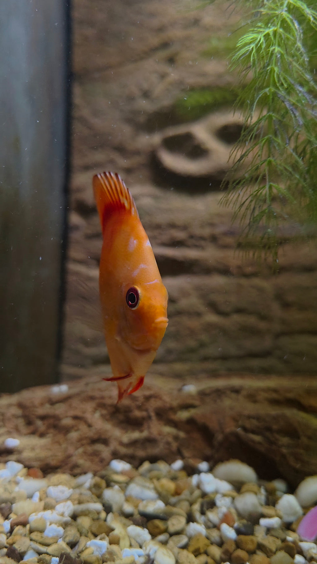 Pigeon Blood Discus