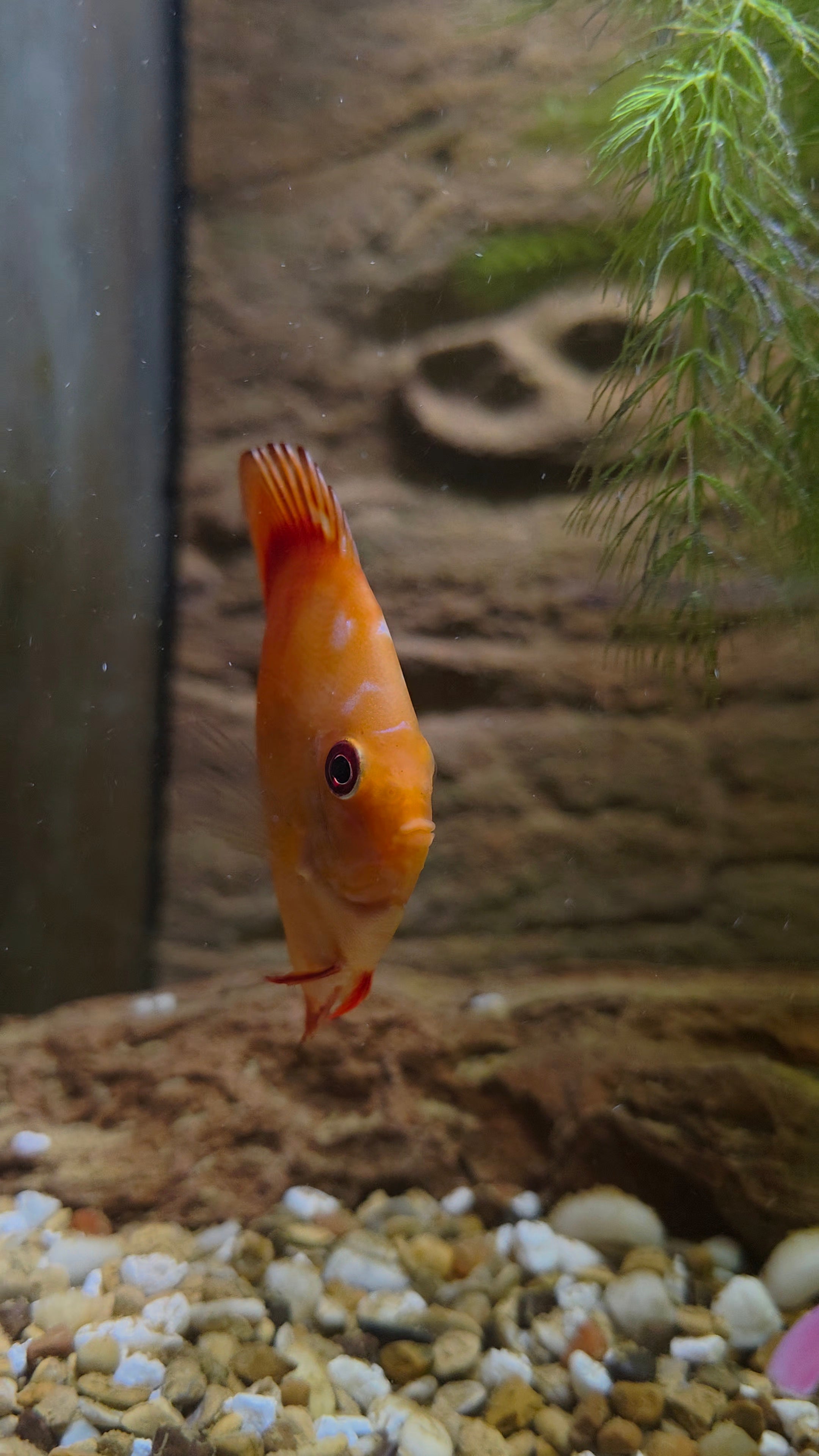 Pigeon Blood Discus